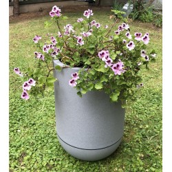 Géranium anti moustiques adulte dans bac Riviera 10,5l