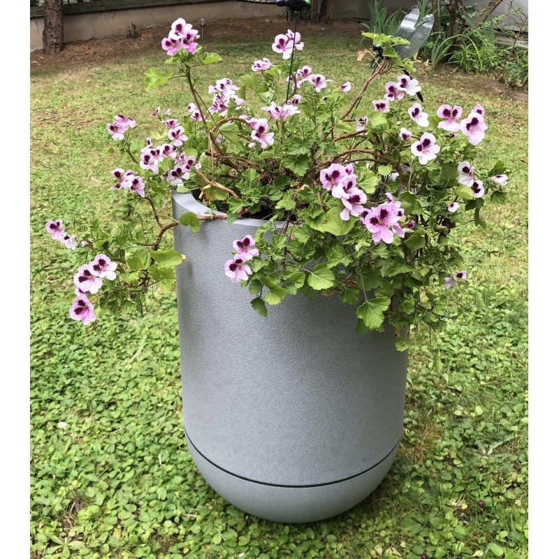 Géranium anti moustiques adulte dans bac Riviera 10,5l