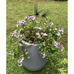 Géranium anti moustiques adulte dans bac Riviera 10,5l