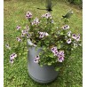 Géranium anti moustiques adulte dans bac Riviera 10,5l