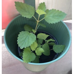 3 plants de mélisse officinale anti moustiques à repiquer (5 à 10cm), avec jardinière support en métal