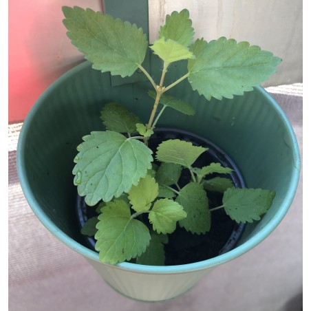 3 plants de mélisse officinale anti moustiques à repiquer (5 à 10cm), avec jardinière support en métal