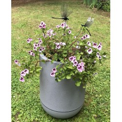 Géranium anti moustiques adulte dans bac Riviera 10,5l