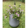 Géranium anti moustiques adulte dans bac Riviera 10,5l