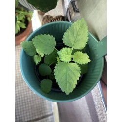 3 plants de mélisse officinale anti moustiques à repiquer (5 à 10cm), avec jardinière support en métal
