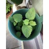 3 plants de mélisse officinale anti moustiques à repiquer (5 à 10cm), avec jardinière support en métal