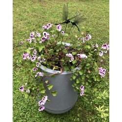 Géranium anti moustiques adulte dans bac Riviera 10,5l
