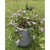 Géranium anti moustiques adulte dans bac Riviera 10,5l