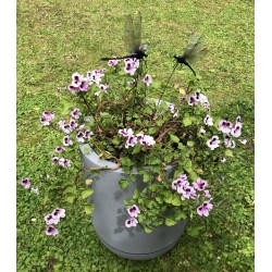 Géranium anti moustiques adulte dans bac Riviera 10,5l